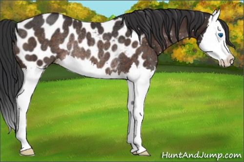 Horse Color:Brown Splash Appaloosa Rabicano