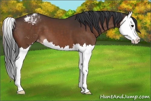 Horse Color:Brown Splash Appaloosa 