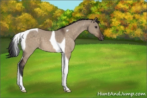 Horse Color:Brown Dun Tobiano Appaloosa 