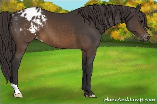 Horse Color:Buckskin Appaloosa 