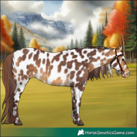 Horse Color:Chocolate Buckskin Leopard 