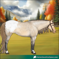 Horse Color:Buckskin Dun Appaloosa 