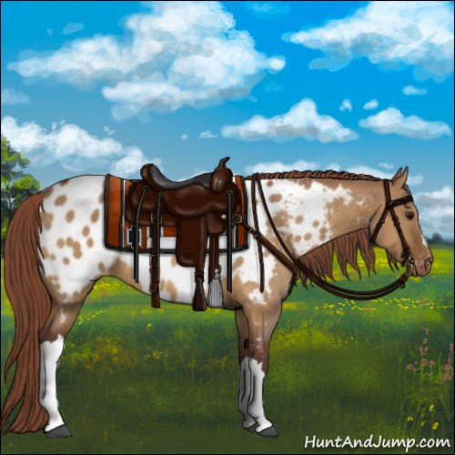 Horse Color:Chocolate Buckskin Dun Appaloosa 