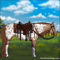 Horse Color:Chocolate Buckskin Dun Appaloosa 
