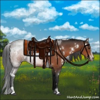 Horse Color:White Spotted Bay Sabino 