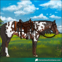Horse Color:Liver Chestnut Appaloosa 