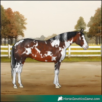 Horse Color:White Spotted Brown Splash 