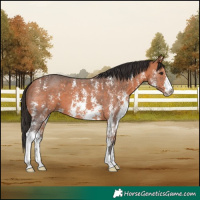 Horse Color:Bay Sabino 