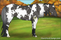 Horse Color:White Spotted Black 