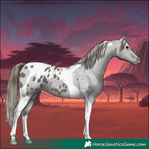 Horse Color:Grullo Tobiano Appaloosa 