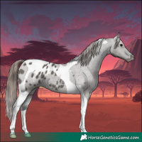 Horse Color:Grullo Tobiano Appaloosa 