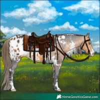 Horse Color:White Spotted Buckskin Sabino Appaloosa 