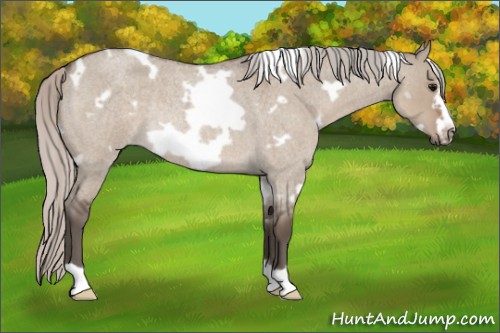 Horse Color:White Spotted Silver Grullo Roan Frame Rabicano 