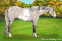 Horse Color:White Spotted Silver Grullo Roan Frame Rabicano 