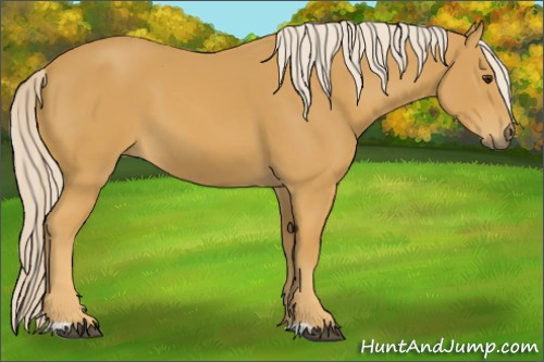 Horse Color:Palomino 