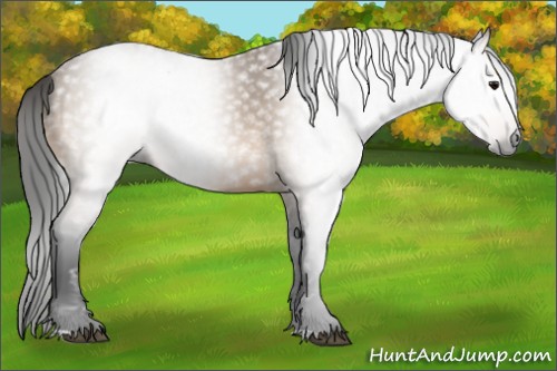 Horse Color:Gray Buckskin