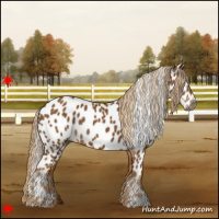Horse Color:Gray Chestnut Appaloosa 