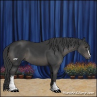 Horse Color:White Spotted Black Sabino 