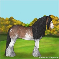 Horse Color:White Spotted Brown Appaloosa 