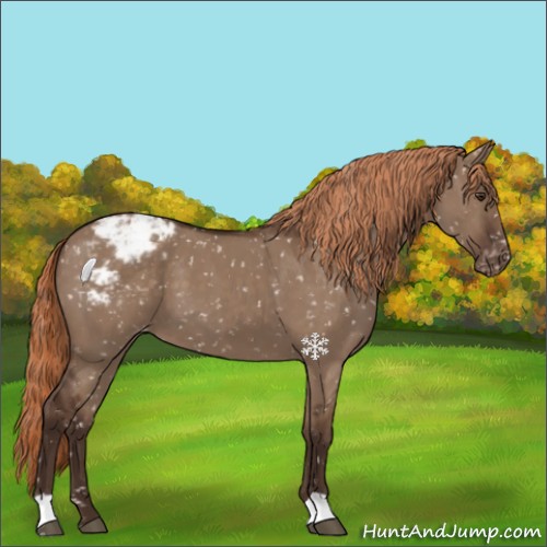 Horse Color:Liver Red Dun Appaloosa 