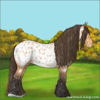 Horse Color:Buckskin Appaloosa 