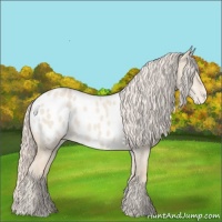 Horse Color:Cremello Dun Appaloosa 