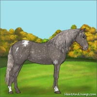Horse Color:Silver Black Appaloosa 