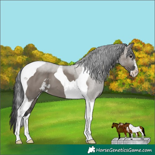 Horse Color:Grullo Sabino Tobiano 