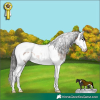 Horse Color:White Spotted Brown Splash Tobiano Rabicano 