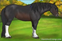 Horse Color:Brown Appaloosa 