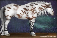 Horse Color:White Spotted Bay Splash 
