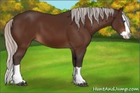 Horse Color:Silver Bay Splash 