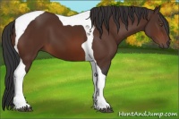 Horse Color:Brown Tobiano 