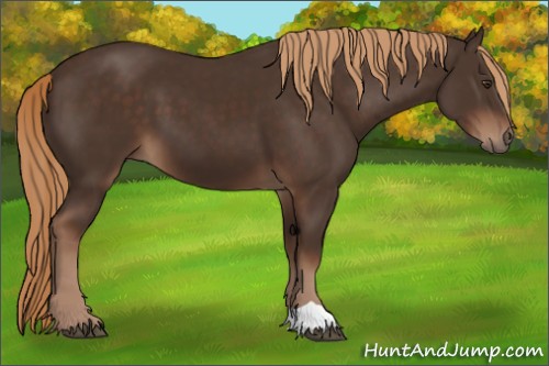 Horse Color:Liver Chestnut 