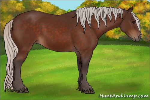 Horse Color:Silver Bay