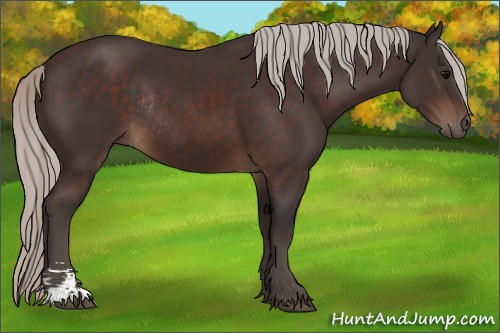 Horse Color:Silver Brown Sabino Rabicano 
