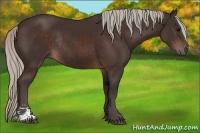 Horse Color:Silver Brown Sabino Rabicano 
