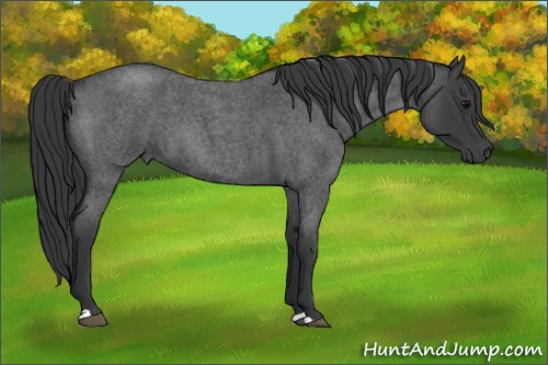 Horse Color:Unknown 