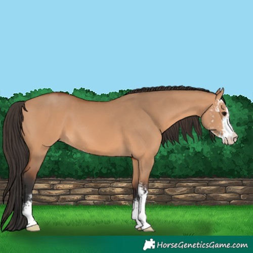 Horse Color:Bay Dun Sabino 
