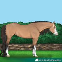 Horse Color:Bay Dun Sabino 
