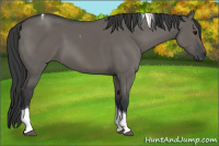 Horse Color:Grullo Tobiano 