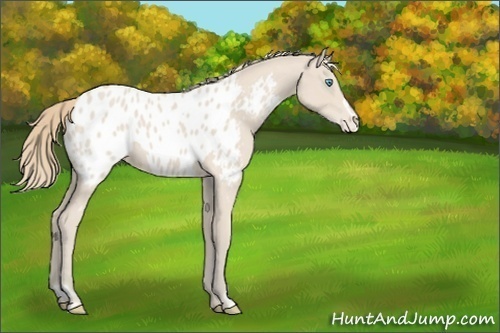 Horse Color:Smoky Creme Sabino Appaloosa 