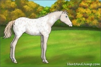 Horse Color:Smoky Creme Sabino Blanket 