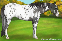 Horse Color:White Spotted Smoky Black Sabino Appaloosa 