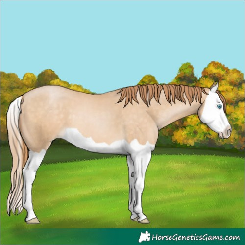 Horse Color:Buckskin Pearl Splash 