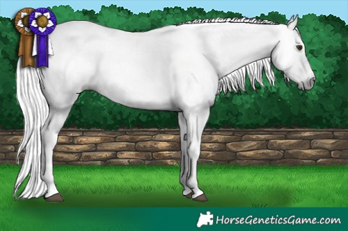 Horse Color:Gray Liver Chestnut  and Silver Bay Sabino 