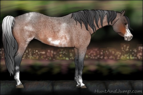 Horse Color:White Spotted Bay Roan Frame 