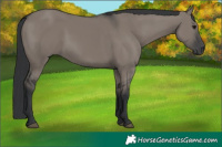 Horse Color:Grullo 
