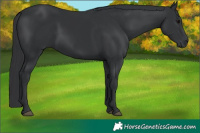 Horse Color:Black 