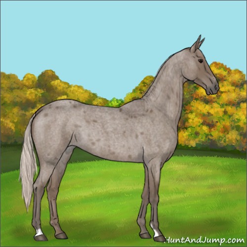 Horse Color:Silver Blue Roan Sabino 